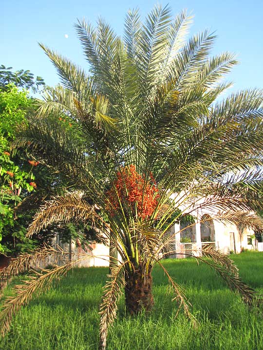 Wild Date, PHOENIX SYLVESTRIS